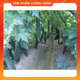HẠT GIỐNG BÍ XANH CAO SẢN F1 GÓI 1 GRAM