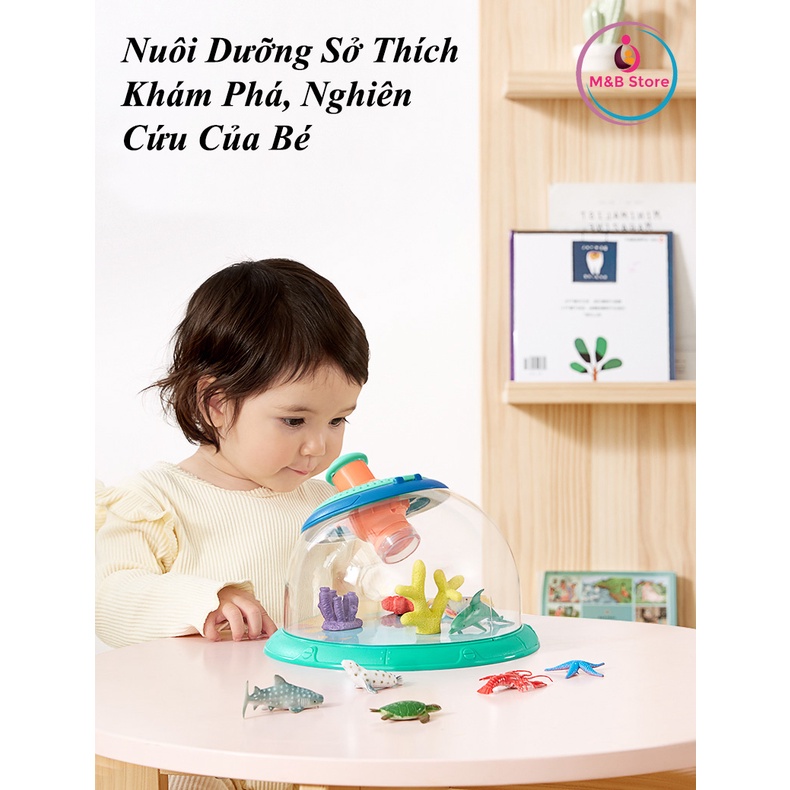 Hộp Quan Sát Sinh Vật, Côn Trùng - KUB