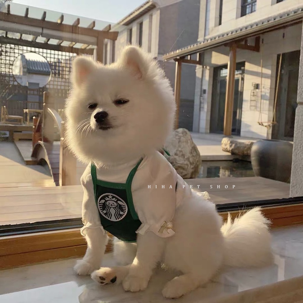 Yếm Starbucks Hàn Quốc Dễ Thương Quần Áo Cho Chó Đeo Bụng Tạp Dề Khăn Mũ Sinh Nhật Mèo.