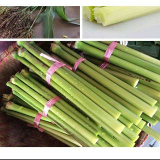 Hạt giống cỏ mía 10gam