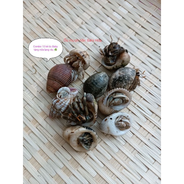 Set 10 Baby rugo vỏ ngẫu nhiên kèm nữa lạng rêu rừng khô giữ ẩm.OMH Biên Hòa.