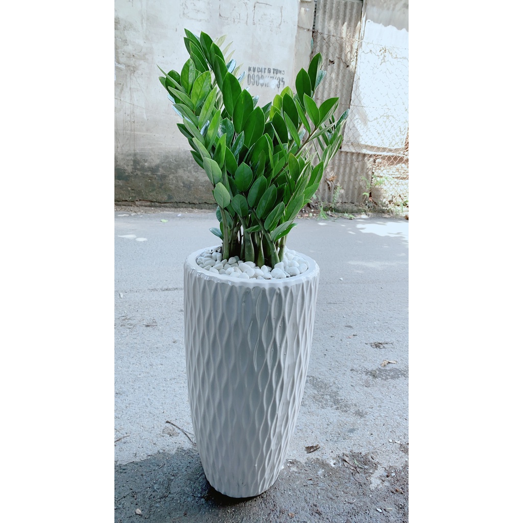 Chậu Kim Phát Tài Lớn