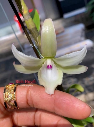 Phi điệp bích quyết hàng năm nhất thuần tại việt nammmmmmmmm mmmmmmmmm