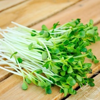 Hạt giống rau mầm củ cải trắng.