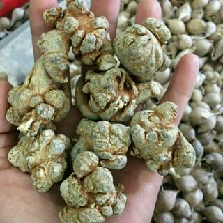 Sỉ giá gốc củ tam thất 500g - 1kg