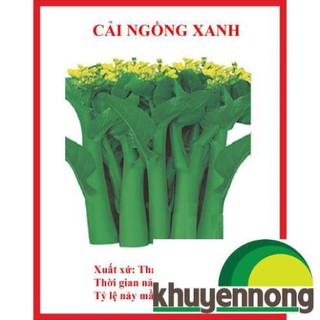Hạt giống cải ngồng xanh 500 hạt