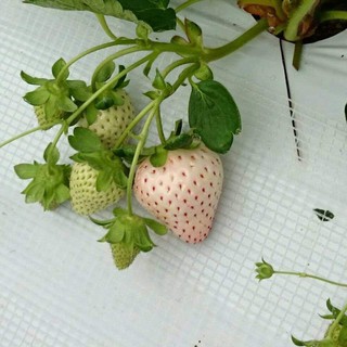 6 cây dâu tây Bạch Tuyết cấy mô ổn định trong ly