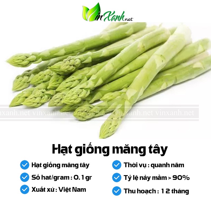 Hạt giống măng tây - NGUYÊN GÓI hàng Công ty tuyển chọn tỷ lệ nảy mầm cao
