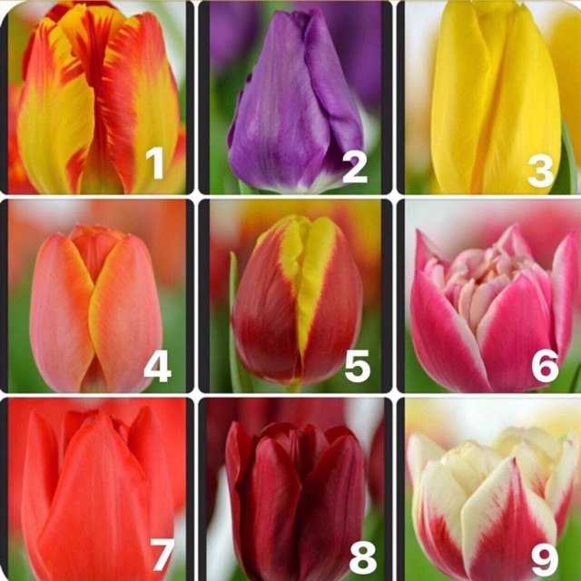 Combo 50 củ tulip
