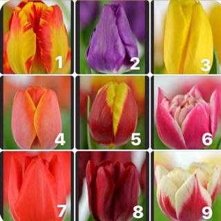 Combo 50 củ tulip