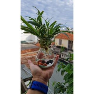 Bình cây dây nhện thủy sinh- combo 5 cây tặng 2 đơn ship xa