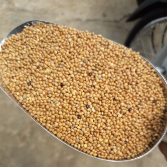 Hạt kê bóng vàng 1kg