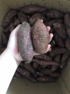 Combo khoai mật 10 kg