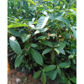 Cây sung ta, chiều cao khoảng 50cm