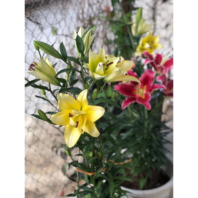 Củ hoa ly thơm cao