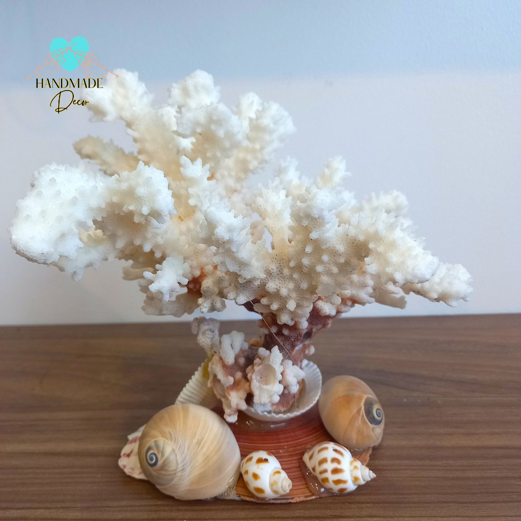 San hô chụp ảnh trang trí bàn trà, tủ trà, bể cá