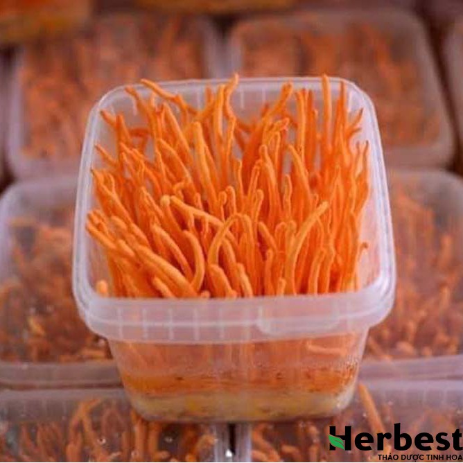 Đông Trùng Hạ Thảo Tươi