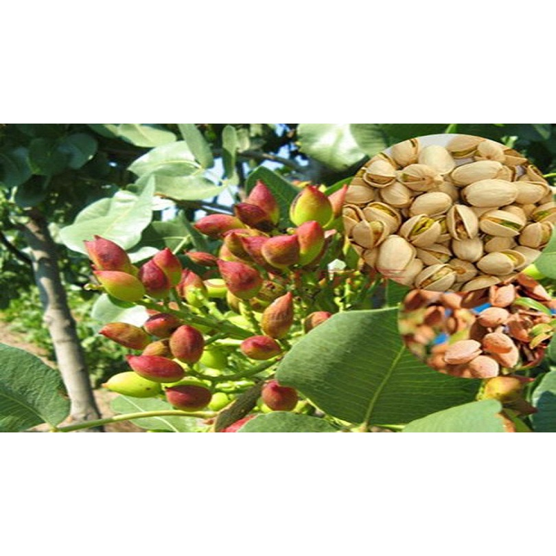 Hạt dẻ cười mỹ chưa tẩy loại 1 organic bao xanh ngon 500g