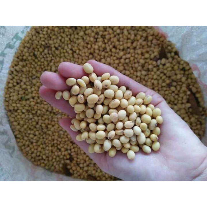 (Freeship 99k) 1kg mầm đậu nành đẹp da, tăng sz vòng 1 HSD 2010