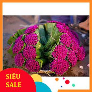 Hạt Giống Hoa Cúc Bách Nhật (200 Hạt) - [MUA 3 TẶNG 1 CÙNG LOẠI]