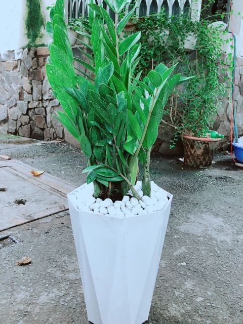 Chậu Kim Tiền Size Đại