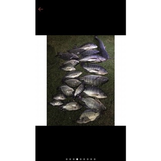 Combo 10kg bột chuyên câu cá phi ( tặng 1,5kg cám tanh thái )