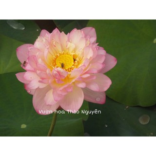 [RẺ VÔ ĐỊCH] Củ sen màu hồng vàng Sunshine C-22
