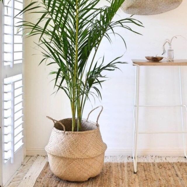 Giỏ Cói trồng cây, đựng quần áo/decor tự nhiên