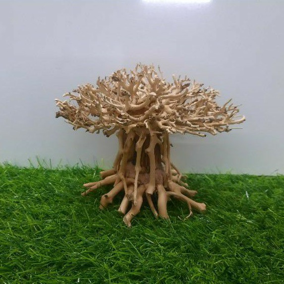 Lũa nấm bonsai cấy rêu hồ cá