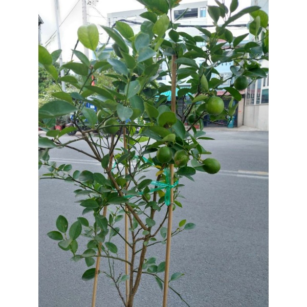 Chanh giấy cây cao 1m6