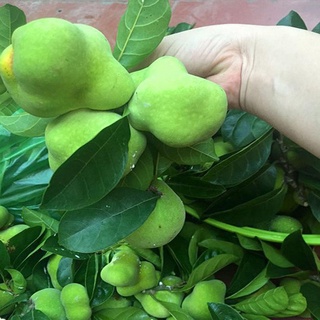 CÂY CHAY RUỘT ĐỎ
