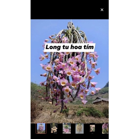 Hoa lan long tu sỉ 4k( set 5 khóm )