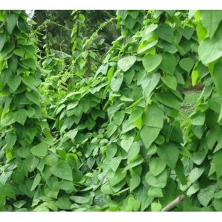 HẠT GIỐNG SƯƠNG SÂM LÔNG - 35 hạt/ gói - HÀNG CÔNG TY