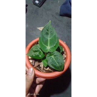 Khuyên Tai Hình Voi Độc Đáo