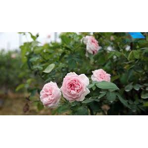 CÂY GIỐNG Hoa hồng cổ Bạch Vân Khôi – Giống hồng cổ quý nhất của Việt Nam