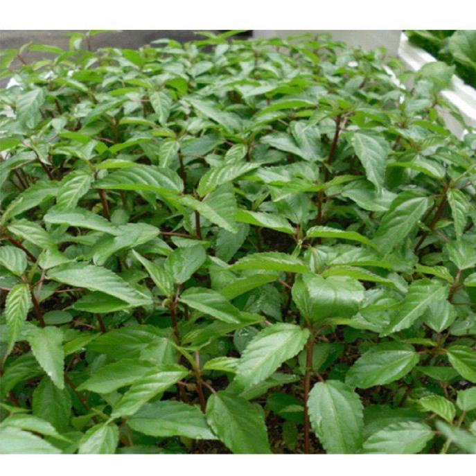 Hạt Giống Rau Đay Đỏ F1 Cao Sản Giống Kháng Bệnh Sinh Trưởng Khỏe