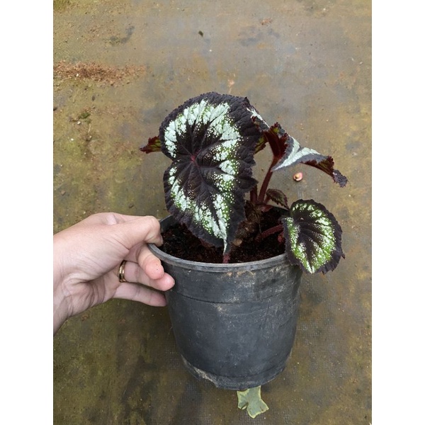 Chậu cứng Begonia black night