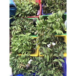 Phi Điệp 5ctPT Lai 5ctHO