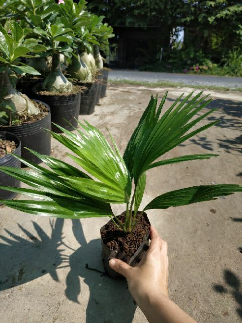 Cây Cọ Mini
