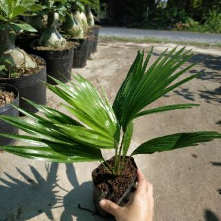 Cây Cọ Mini (loại lớn )