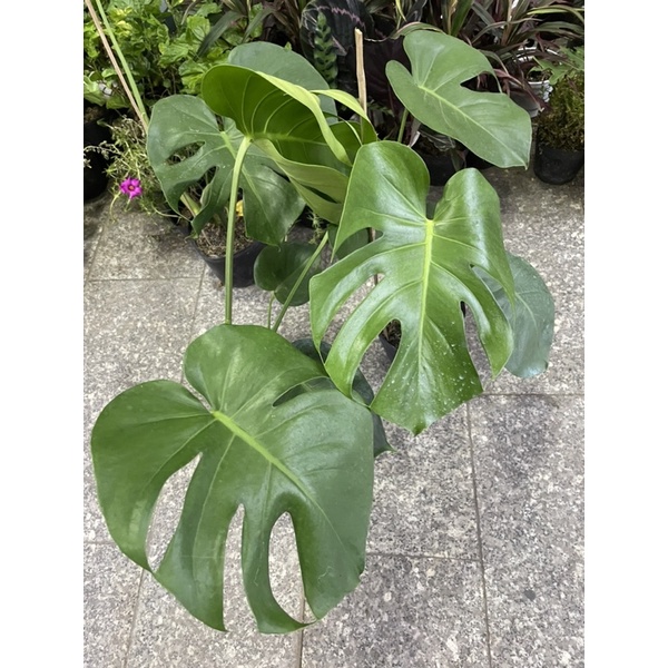 CÂY TRẦU BÀ LÁ XẺ NAM MỸ  3 Size ,, phong thuỷ GIÁ RẺ, lọc không khí, Cây Tươi Nguyên