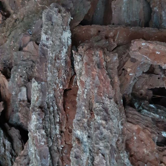 1kg vo thông trông Lan loại to đẹp