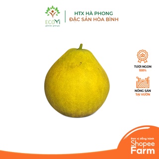 1 Quả Bưởi Ruột Đỏ EcoVi  - HTX Hà Phong, Đặc Sản Hòa Bình Vị Ngọt, Mọng Nước