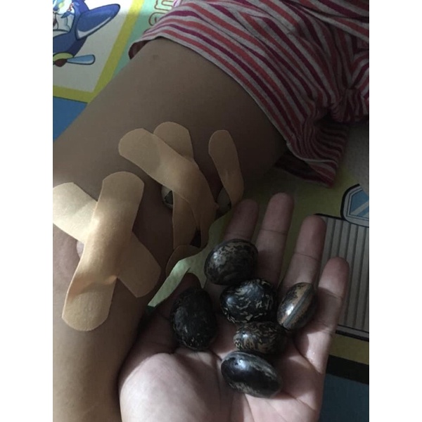 Hạt đậu lào cam kết chuẩn combo 5 hạt