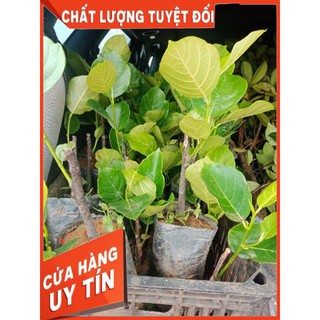 Cây Mít Malaysia - Mít Trái Dài