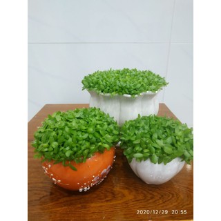 Hạt giống cỏ may mắn gói 10g