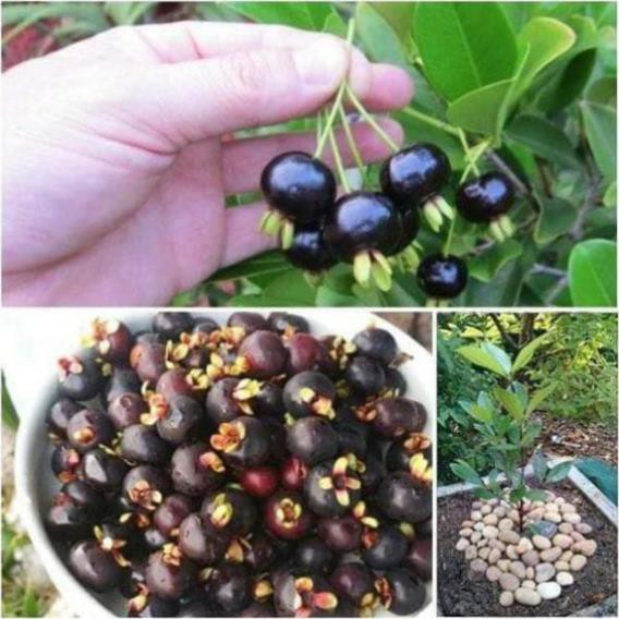 Cherry Brazil lùn chịu nhiệt 1 năm ra quả  - Nhà Vườn Khánh Võ