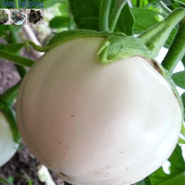 Hạt giống Cà đĩa  trắng F1 gói 1gram