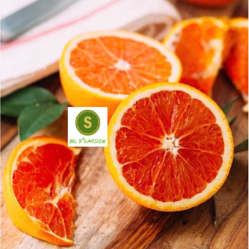 Cây Cam Cara Ruột Đỏ