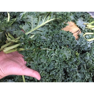 Cải Kale (cải xoăn) Đà Lạt 500gr